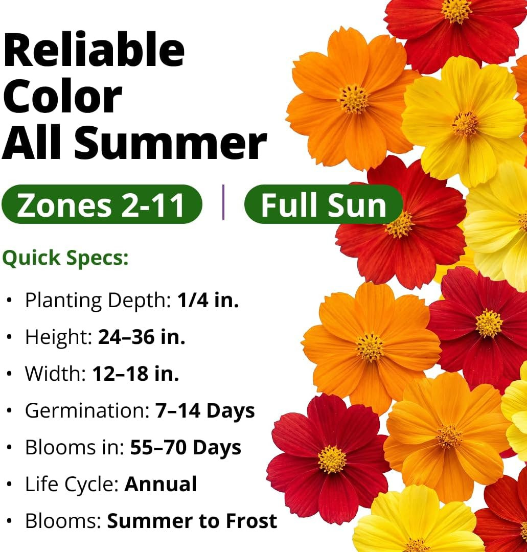 Cosmos Bright Lights Mix Seeds – 400 Cosmos Sulphureus for Planting Spring 2026,
