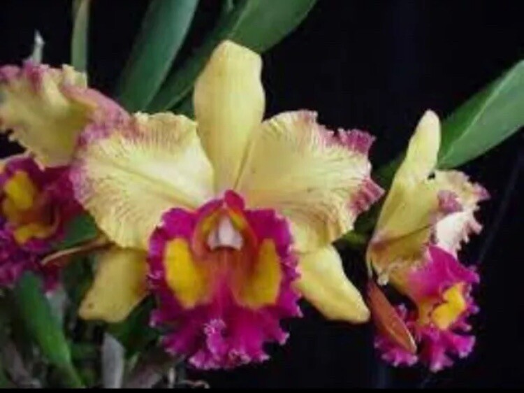 Rlc Hausermann’s Starfire ‘Times Square’ Red Gold Mericlone Orchid 4” Pot