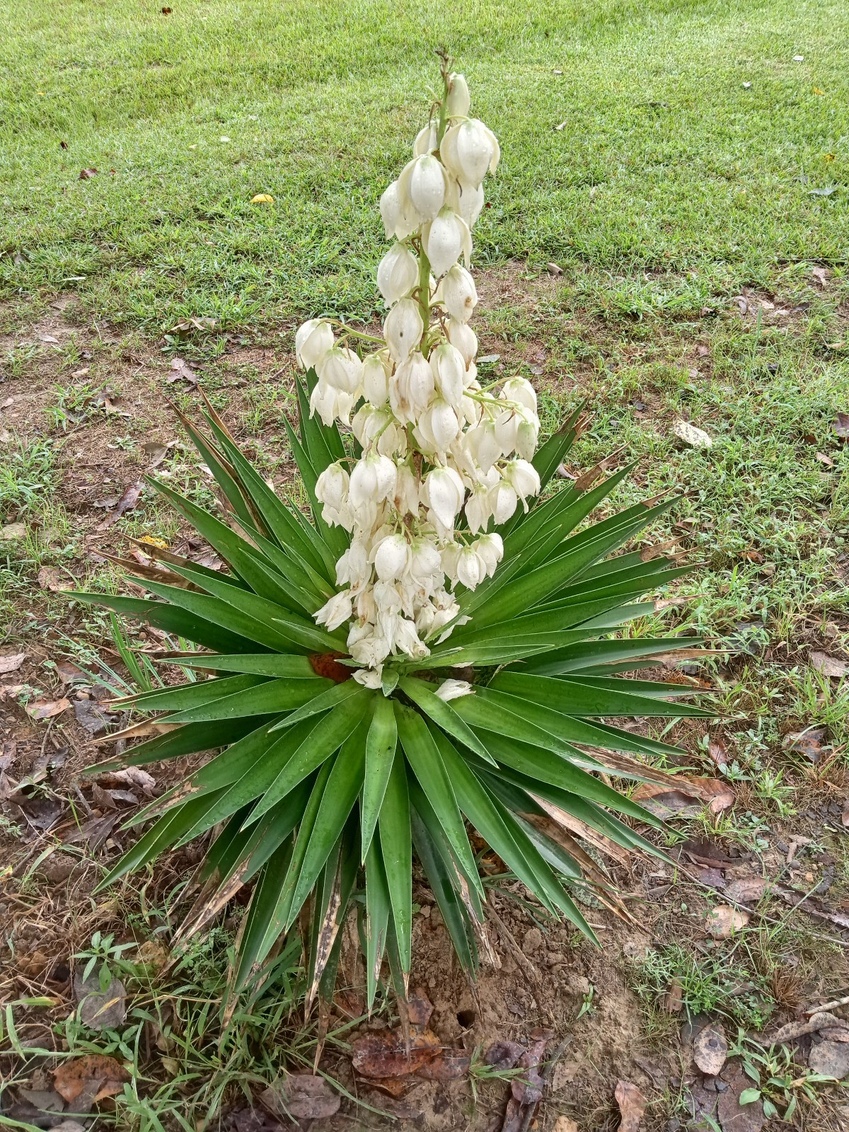 Spanish Bayonet (Yucca aloifolia) One Live Rooted Youth Sized Plant