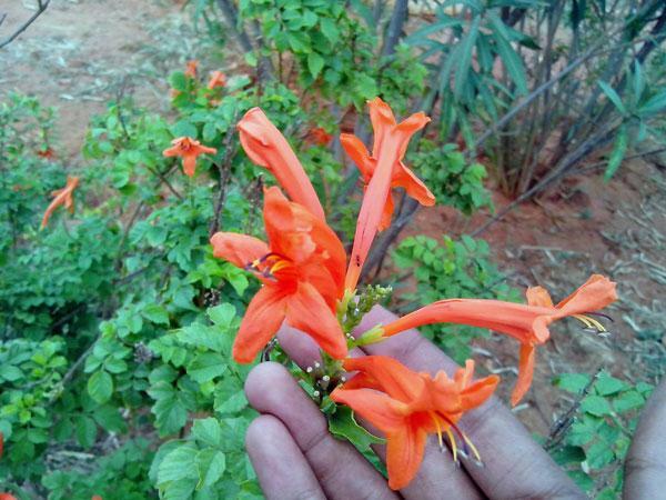 Tecoma capensis | Cape Honeysuckle | Cape Trumpet-Flower | 10 Seeds