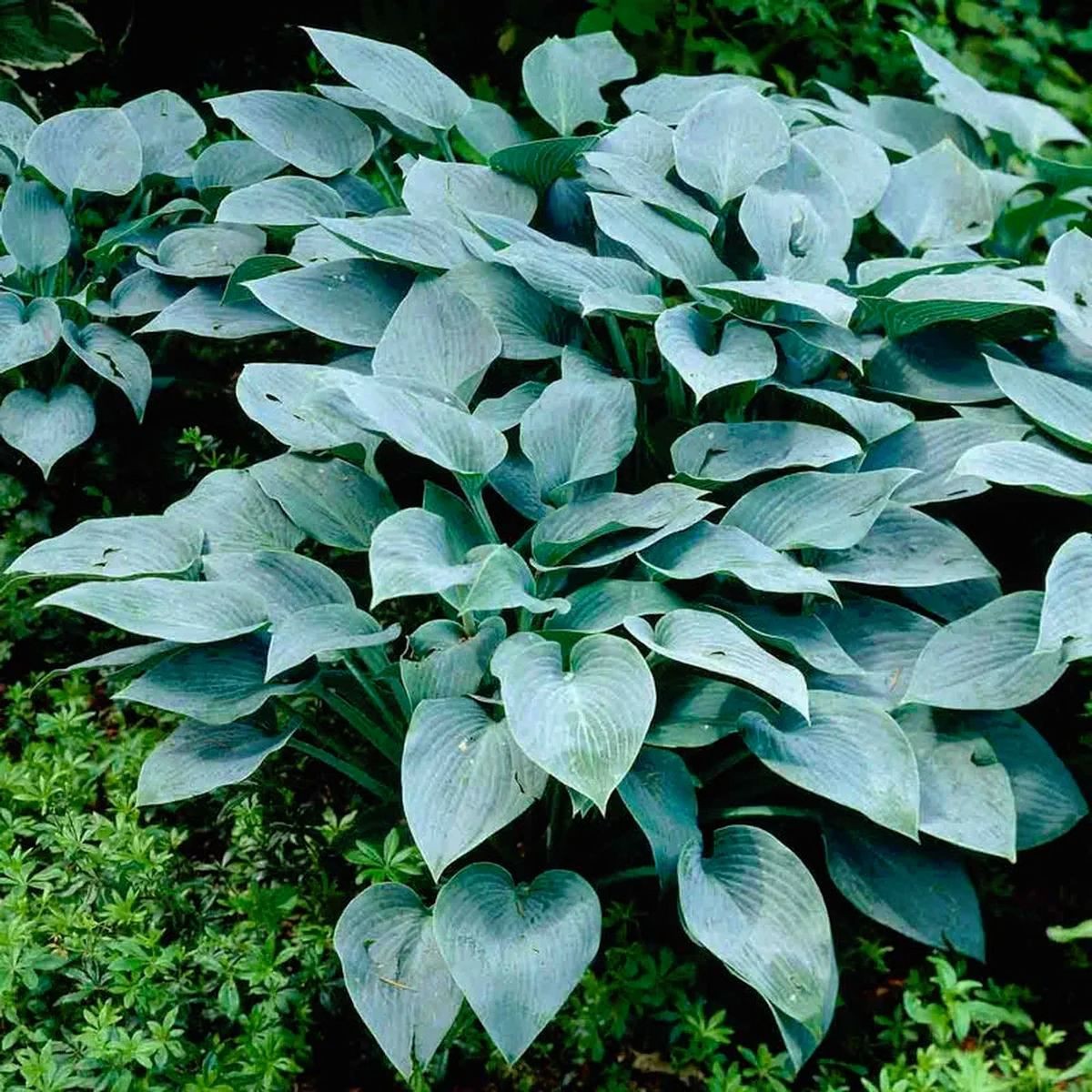 Hosta ‘Halcyon’ blue-green