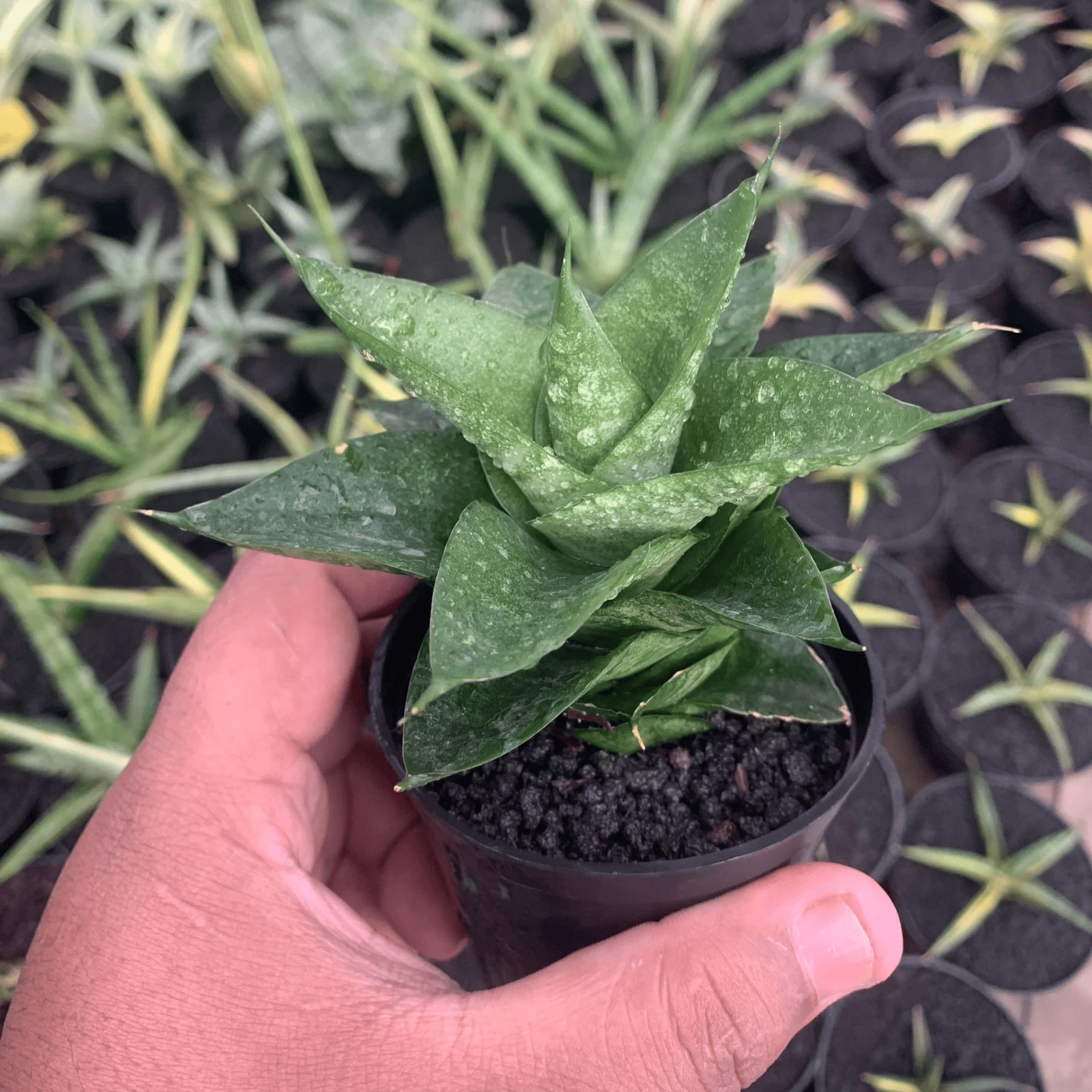 Sansevieria Shela Rare Uniqe Snake Plant