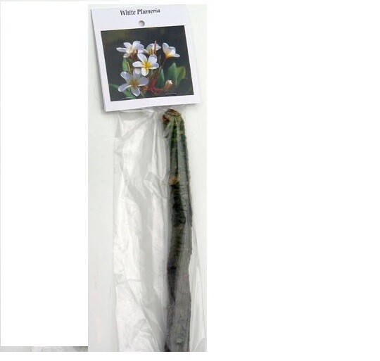 2 HAWAIIAN TROPICAL WHITE PLUMERIA PLANT CUTTING 10″ LONG Easy To Root Fragrant
