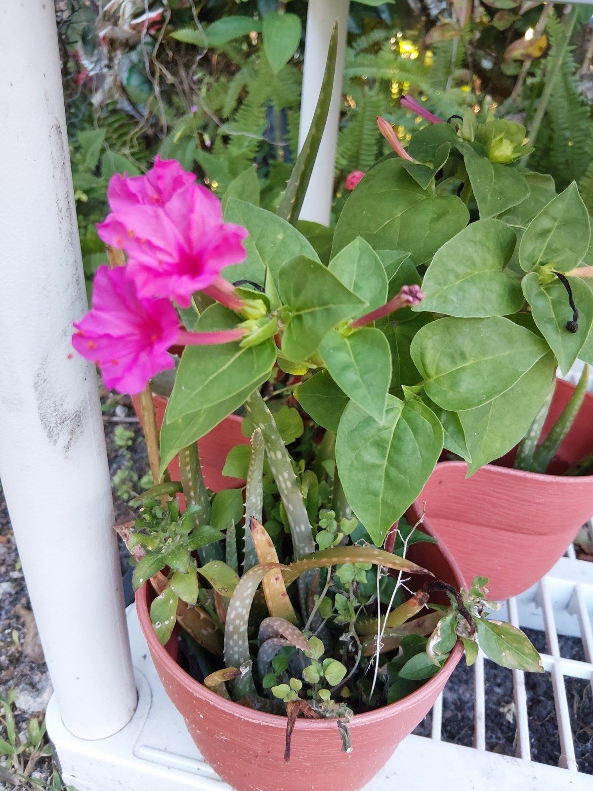 4 O’clock Live Plant, Mirabilis Jalapa Marvel of Peru, perennial!