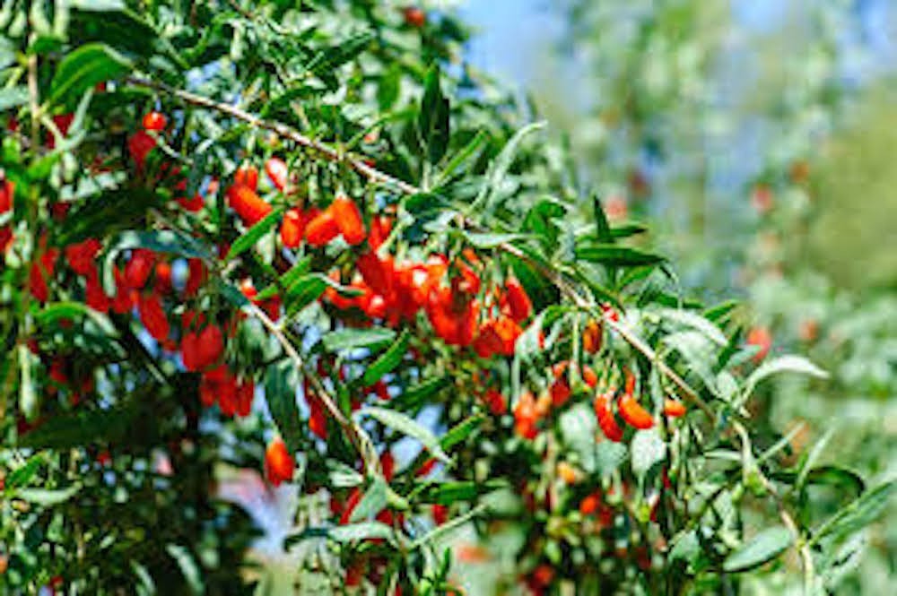 1 Goji Berry Starter Plug Lycium barbarum Fruit