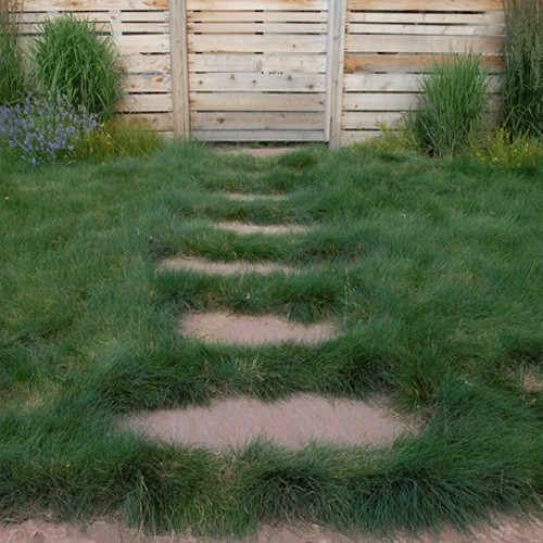 10 LBS – OptiGrowth Coated Sheeps Fine Fescue Xeriscaping Drought
