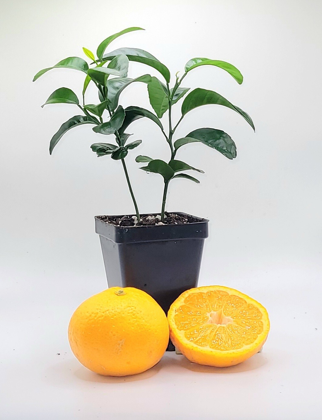 Pot of 2 Satsuma Mandarin Orange trees, 3-5 inches tall