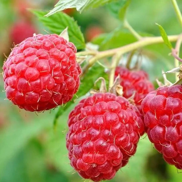 3 Raspberry Plants “Himbo-Top” Everbearing (3 Dormant Bare Root Canes)Zone 4-8
