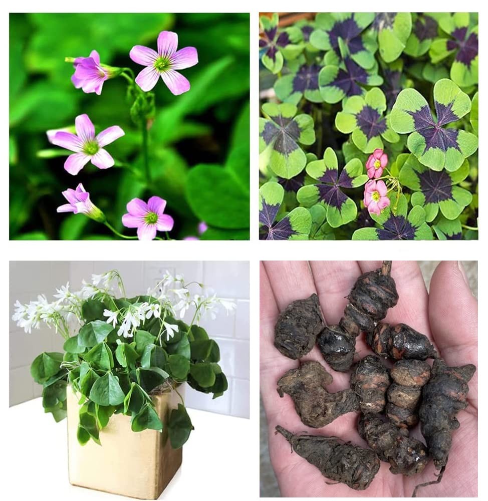 Green Shamrock Bulbs 15 Luck Oxalis Bulbs to Plant, Easy to Grow Indoors Outs…