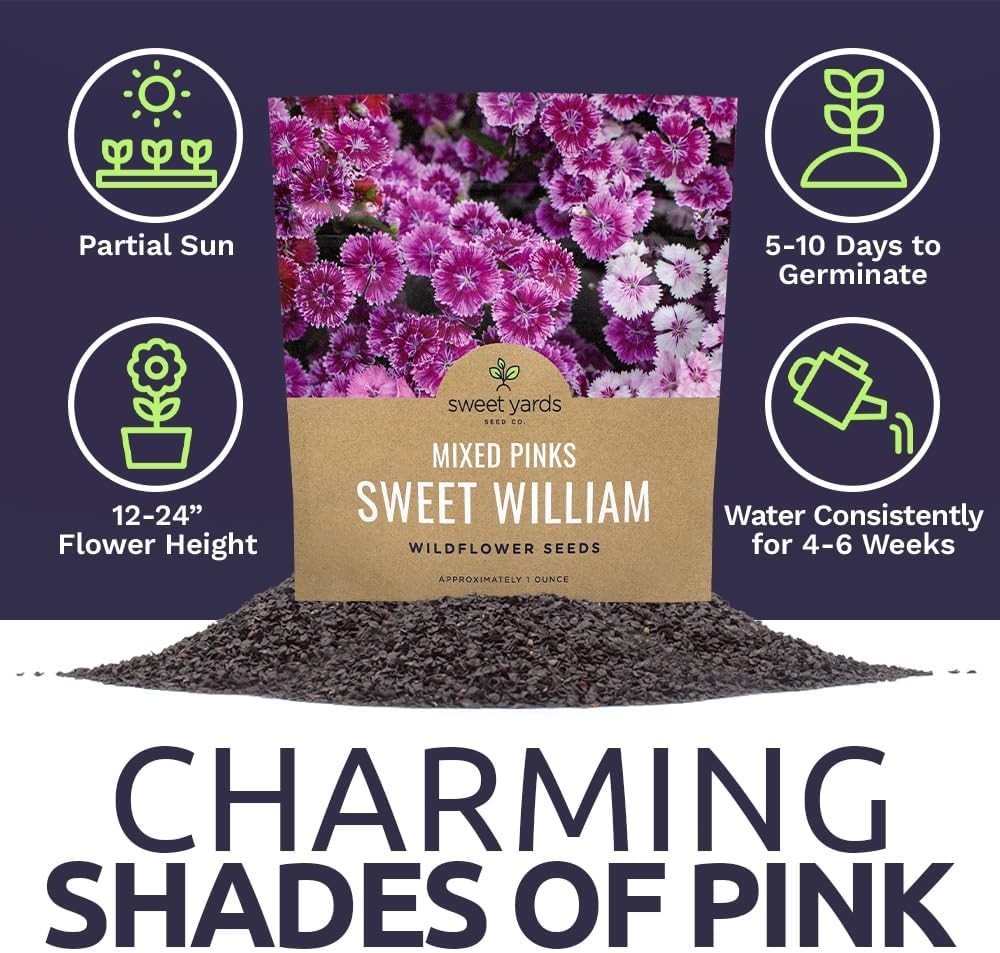30000 Semillas de Flores Dianthus Barbatus Rosas Mix No GMO Paquete de 1 oz