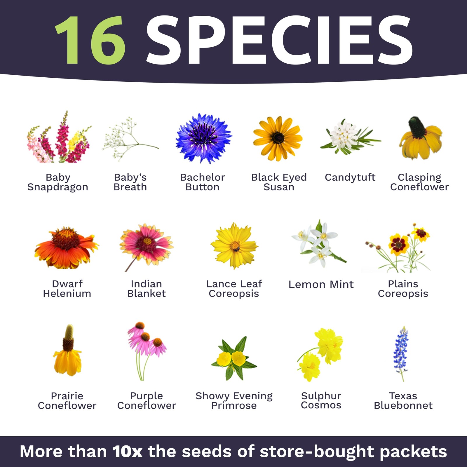 Texas Oklahoma Wildflower Seeds Mixture – Bulk 1 Ounce Packet – Over 15,000 N…