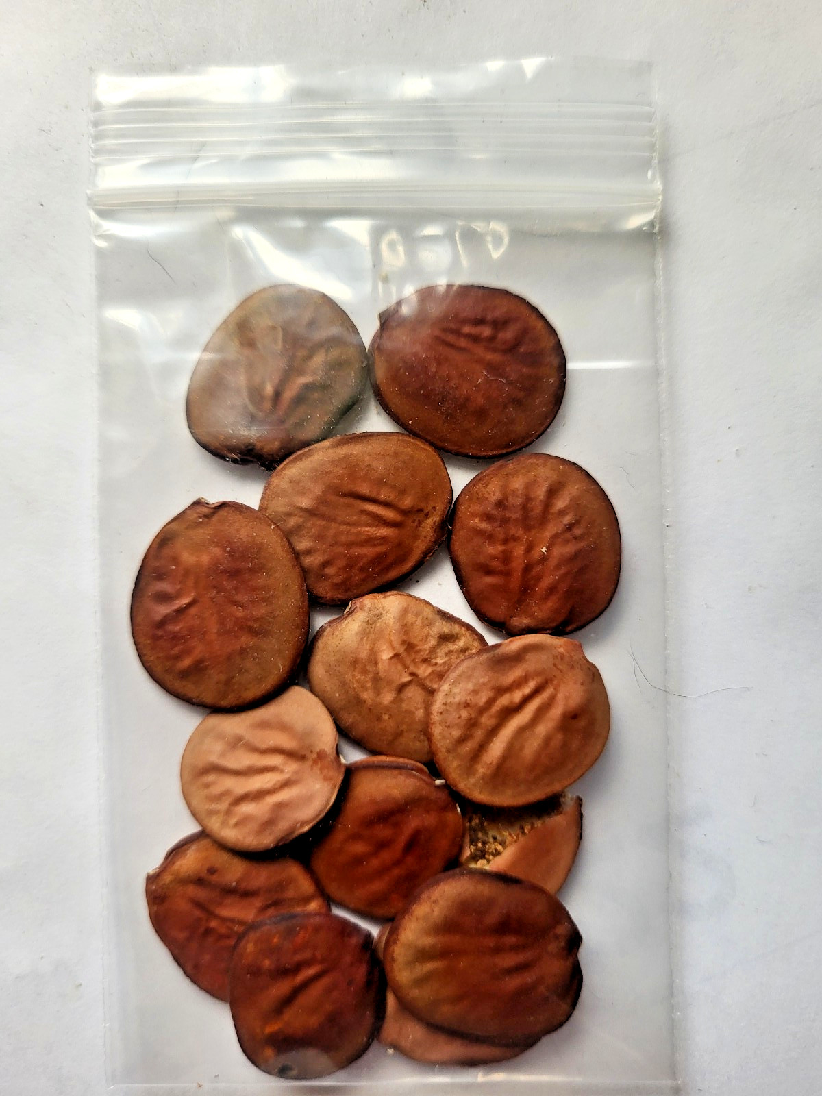 15 SEEDS PATA DE VACA (Cow’s Foot/Orchid Tree) Pezuna De Buey, Medical Herb!