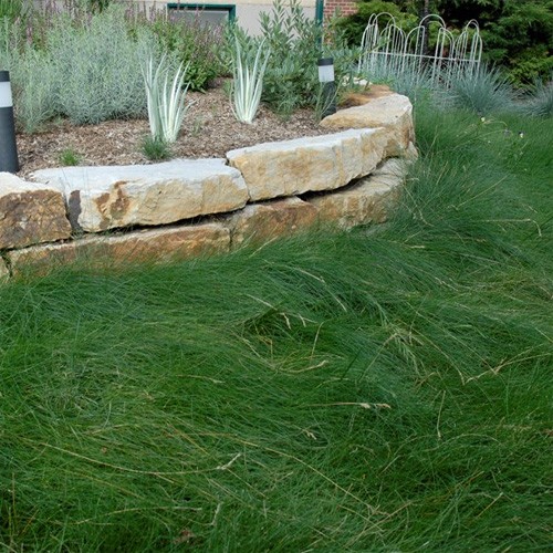 10 LBS – OptiGrowth Coated Sheeps Fine Fescue Xeriscaping Drought