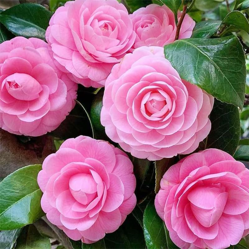 Mixed Camellia Seeds for Planting -20Pcs Non-Gmo Heirloom Camellia Seeds Rate La