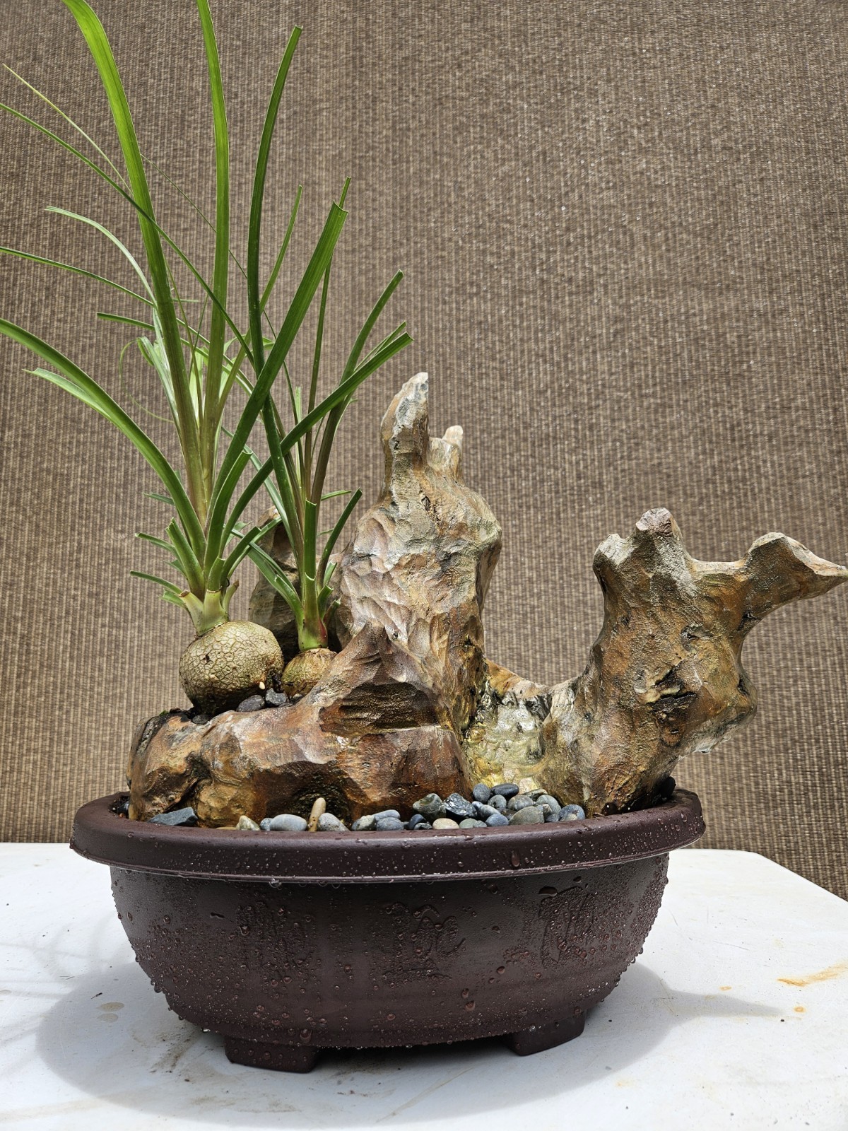 Ponytail Palm Bonsai Tree,,,, sale