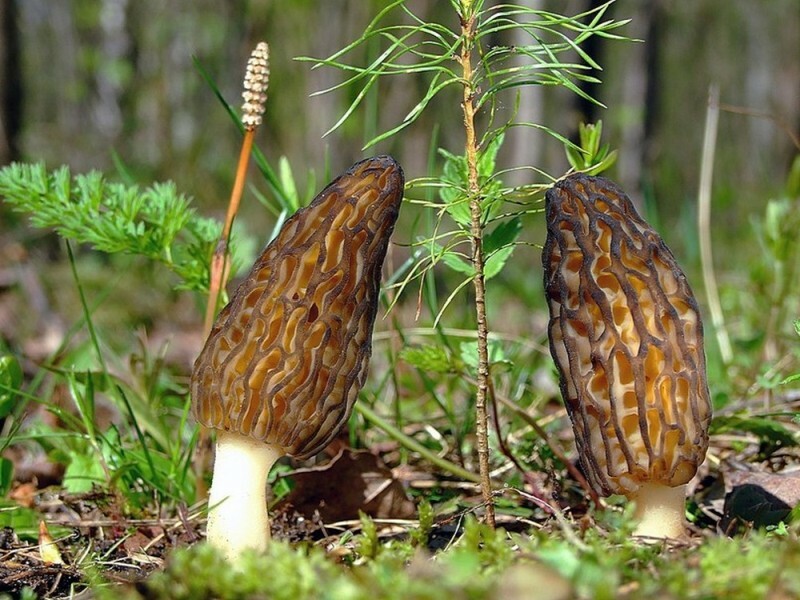 Seeds Mushroom Morel Conical Mycelium Spawn Grow Kit Dried Spores Organic