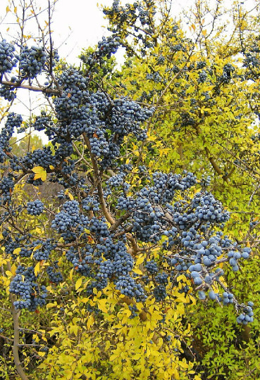 Organic Wild Olive { Forestiera p.}Fragrant | High Yield | 5 seeds Free Shipping