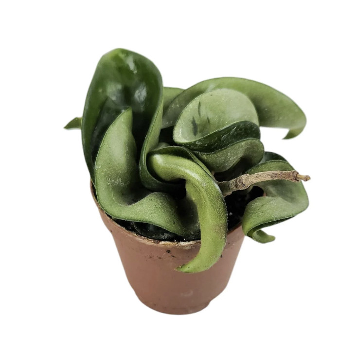 Hoya Carnosa Compacta Krinkle Kurl Hindu Rope Live Indoor Houseplant (3 Pack)