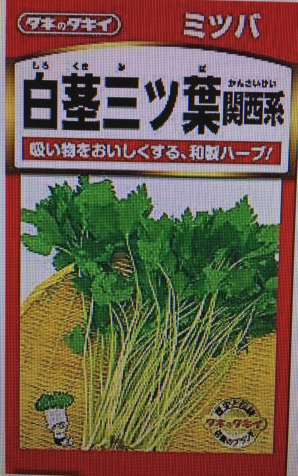 USA FreeShip 20-gram 8500 MITSUBA Japanese Parsley Seeds 三つ葉 압아근 鴨兒芹 like MINARI