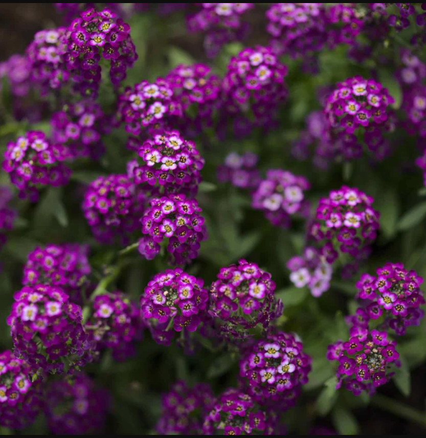 Alyssum ORIENTAL NIGHTS Dark Purple Groundcover Bees Fragrant Non-GMO 500 Seeds!