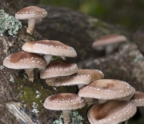 SHIITAKE mushroom spores spawn/mycelium (on dry seeds)