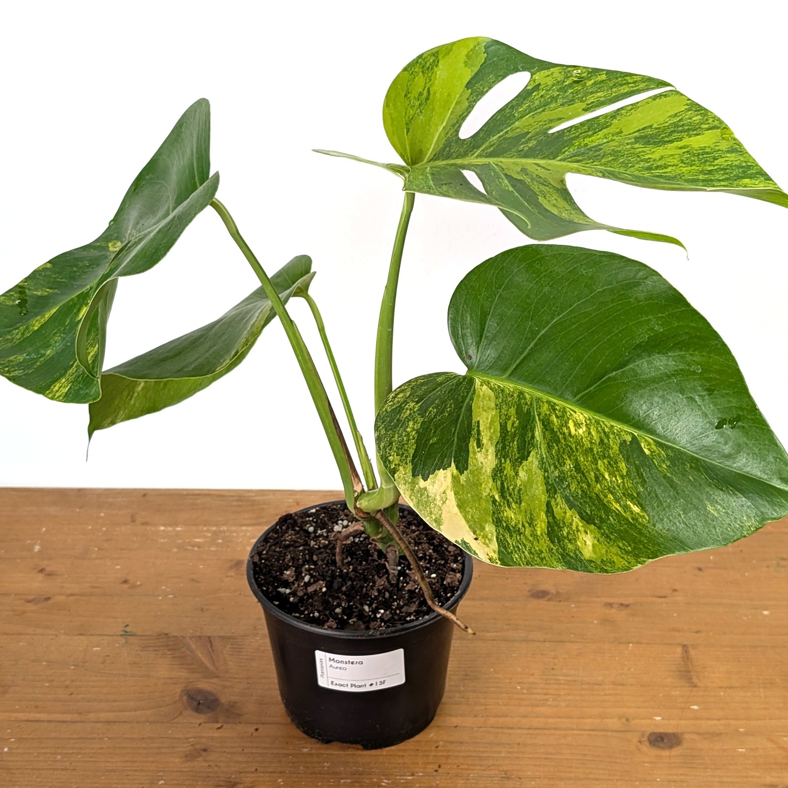 Monstera Aurea – Exact Plant 6 Inch Pot #13F