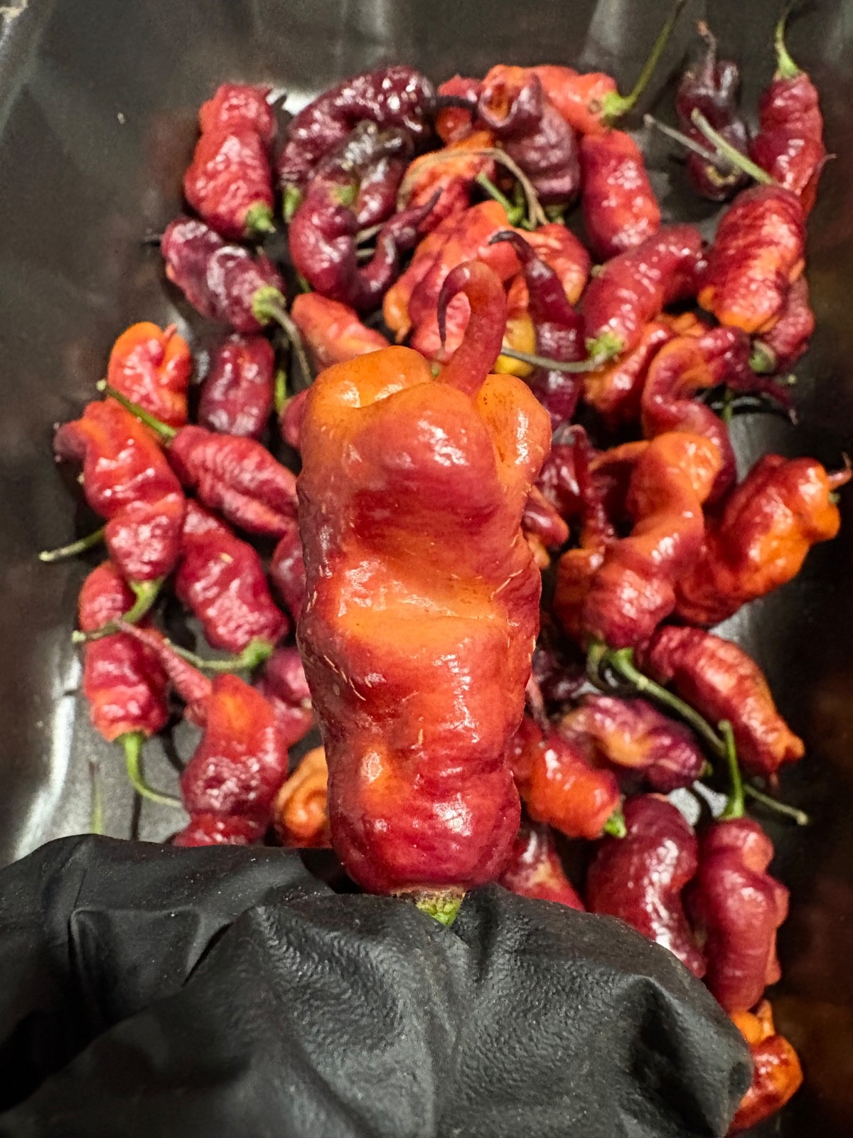 20 RARE Pink Tiger Reaper Seeds