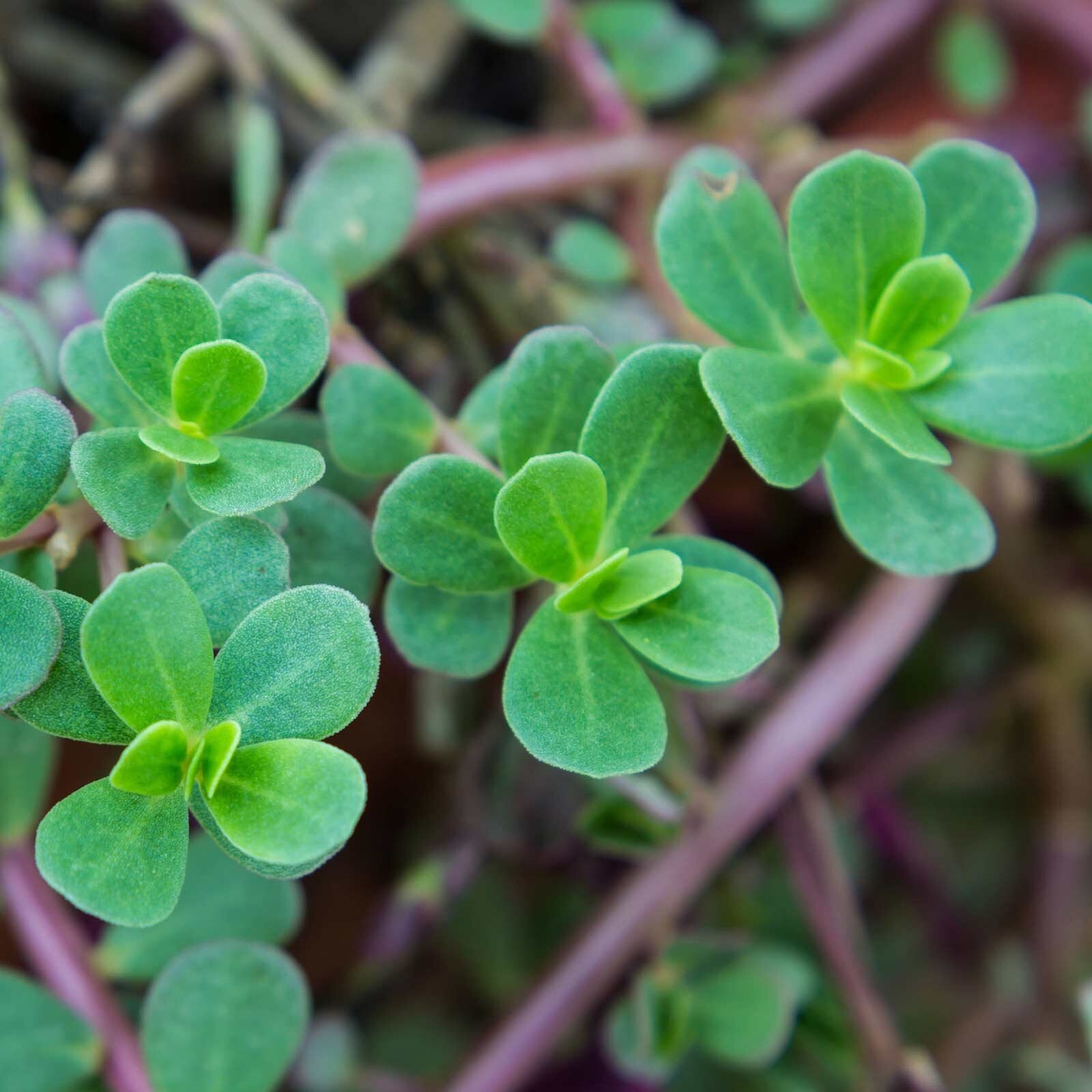 2000+ Green Purslane Seeds – HEIRLOOM, NON-GMO | USA Free Shipping !
