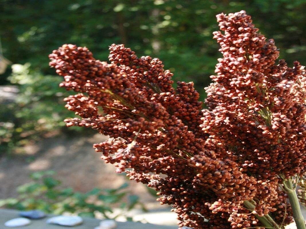 Sweet Sugar DRIP Sorghum Seeds – Makes a Sweet Syrup MMmmmmmm.It’s Good