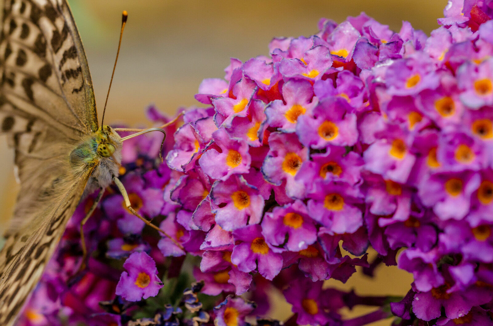 STUNNING BUTTERFLY BUSH MIXED COLORS, 300 SEEDS, BUDDLEIA DAVIDII