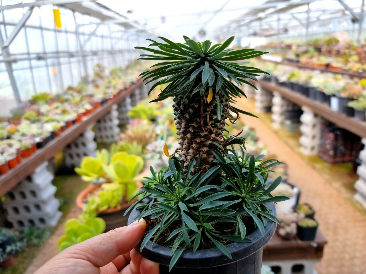 Euphorbia /Euphorbia bupleurifolia / Euphorbia hypogaea / Pineapple Succulent