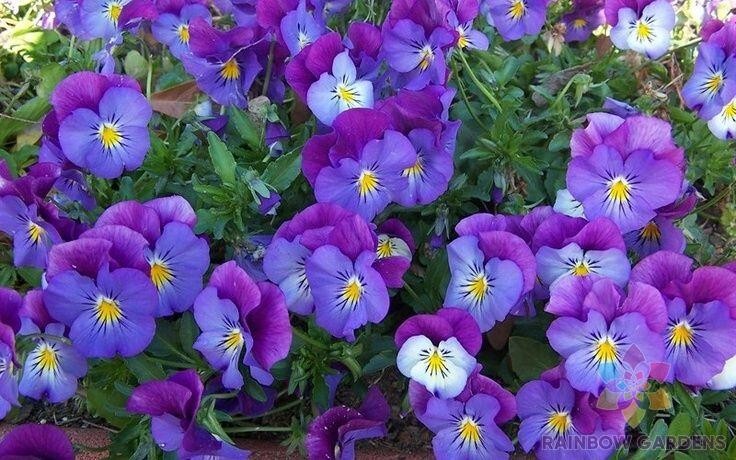 200+ Spreading Plentifall Lavender Blue Pansy (Viola) Seeds – FREE SHIPPING!