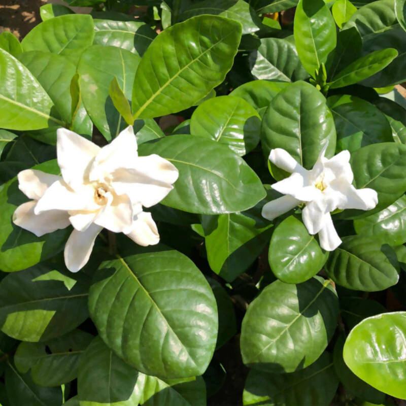 DOUBLE Tahitian Gardenia Taitensis Jasminoides Plant~Intensely Fragrant Flower