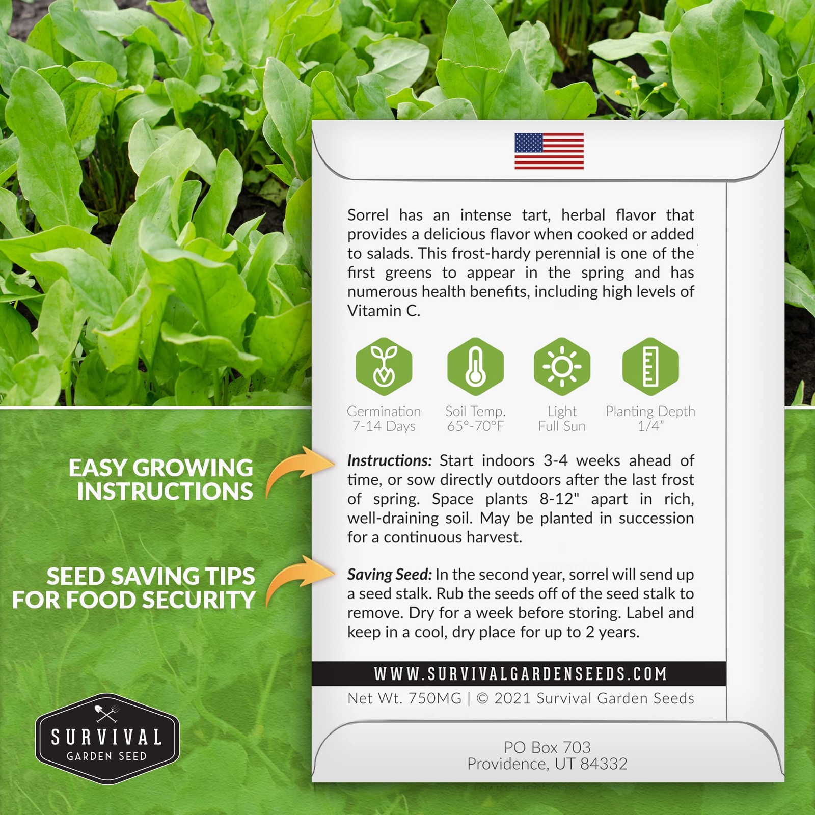 Sorrel Seeds for Planting – Large Leaf Garden – Cool Weather…