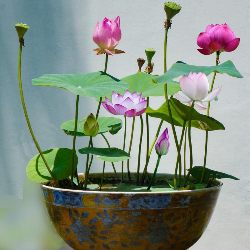 Ficoszo 30PCS Bowl Lotus Seeds Bonsai