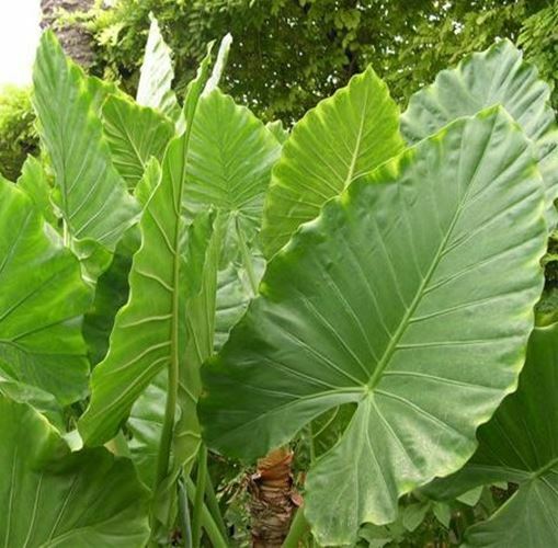 Alocasia – Calidora – 24″ tall