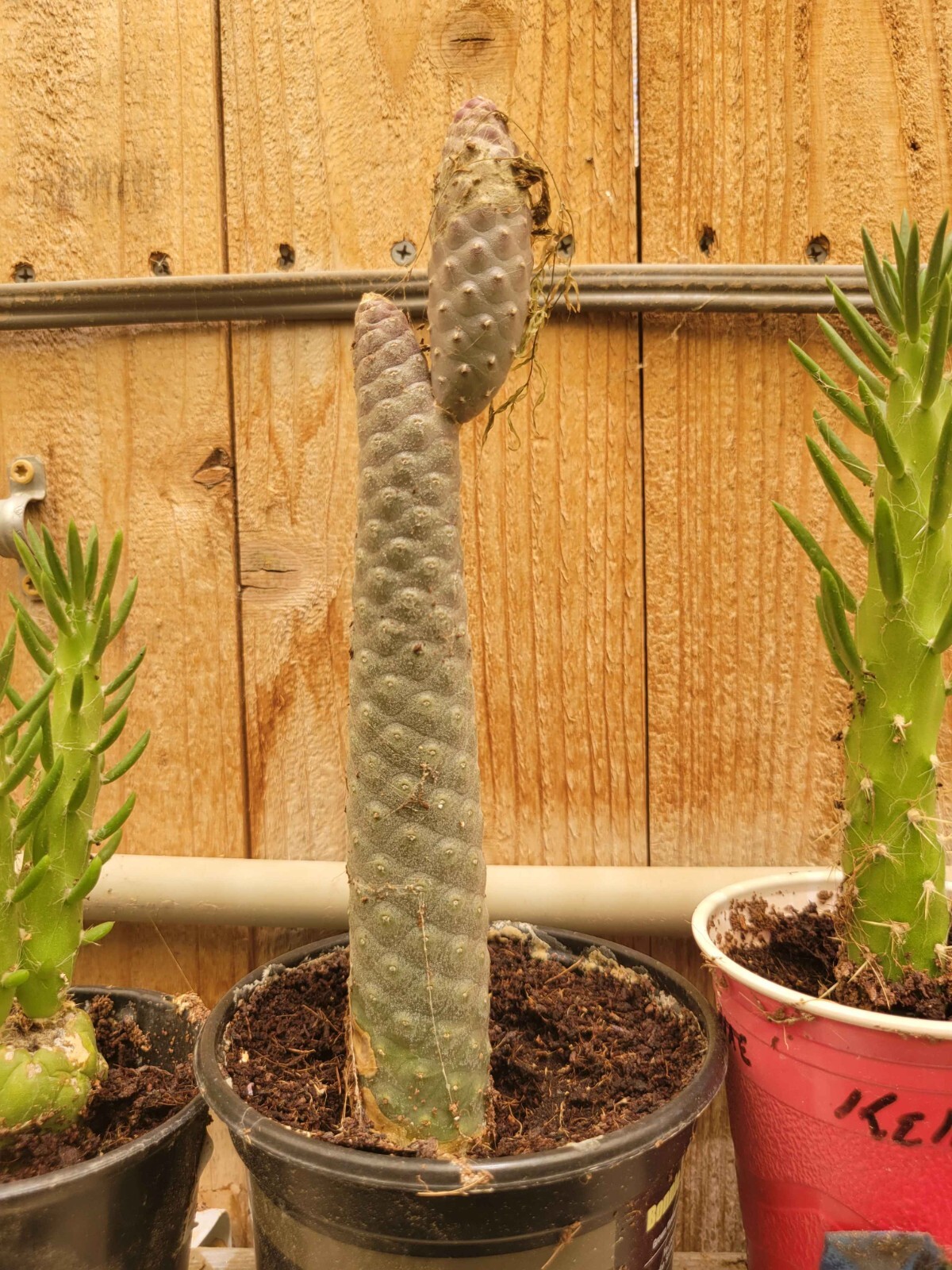 Tephrocactus articulatus – Pinecone Cactus Cutting – Buy 2 Get 1 Free