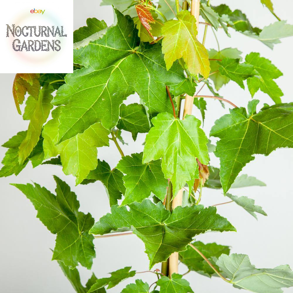 5 Gal. October Glory Maple Tree (2-Pack)