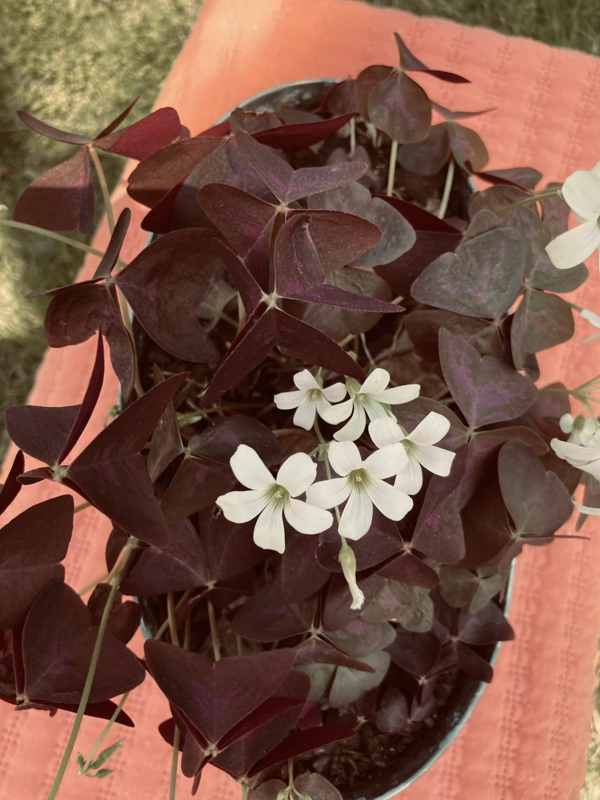 100 Oxalis Triangularis Purple shamrock corms only