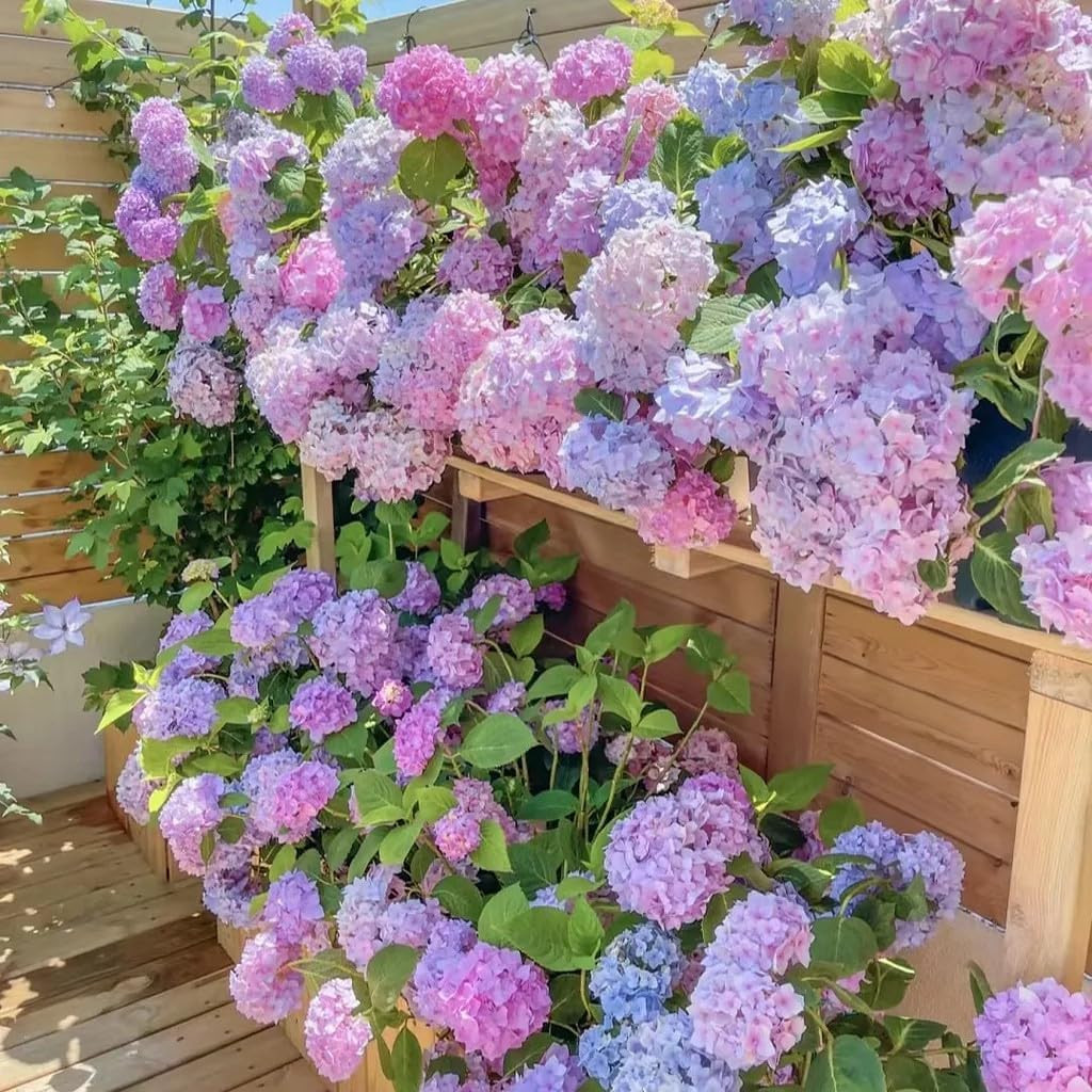 35 Mixed Hydrangea Seeds Blue Pink Purple – Perennial Garden Flower Bloom Mix