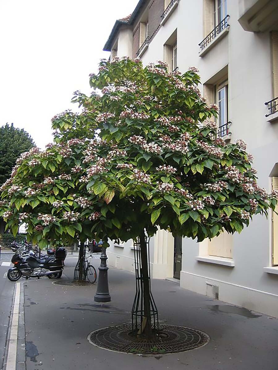 Harlequin Glorybower, Clerodendron trichotomum, Tree Seeds