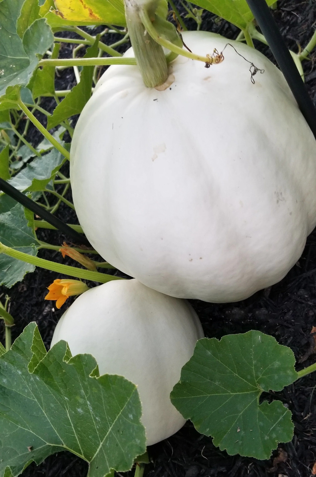 Casper White Pumpkin Seeds | Ghost Queen Lumina Polar Bear Pumpkins Seed 2024
