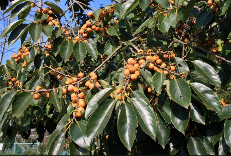 40+ American Native Persimmon Tree Seeds – Diospyros Virginiana #12