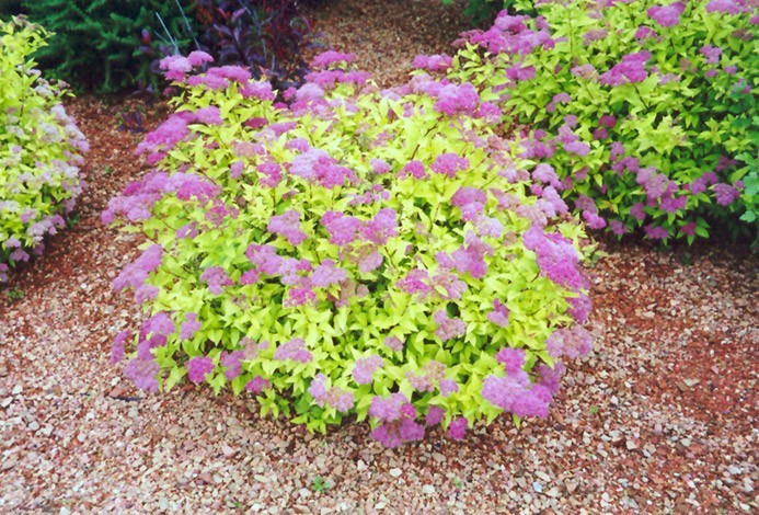 Mini Gold Spirea 4″ pot