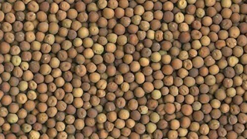 4 oz Brown Speckled Pea