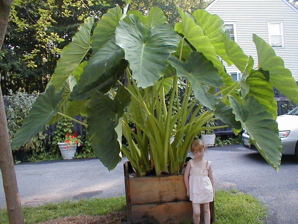 Thailand Giant Colocasia / Elephant Ear / Taro – 1 Gallon Size