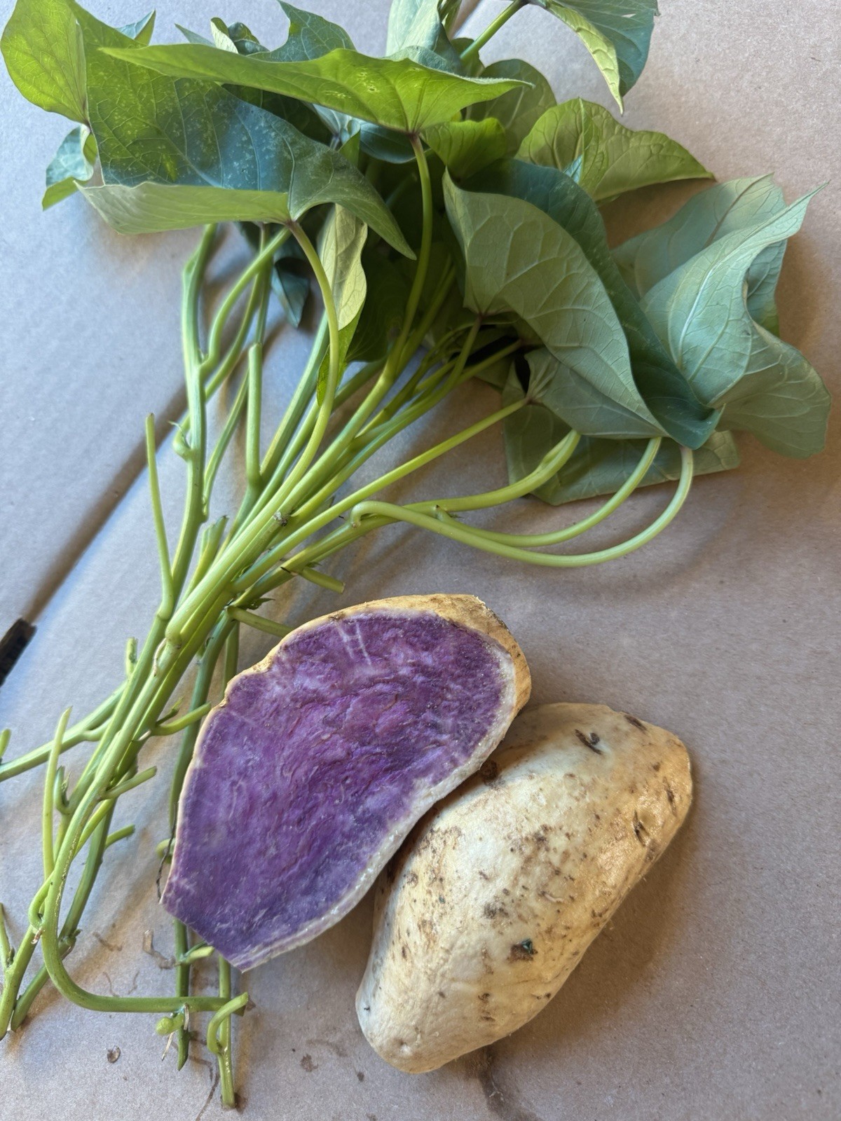 Okinawa Purple Sweet Potato Slips, 10/Pack, No Root, Khoai Lang Tím