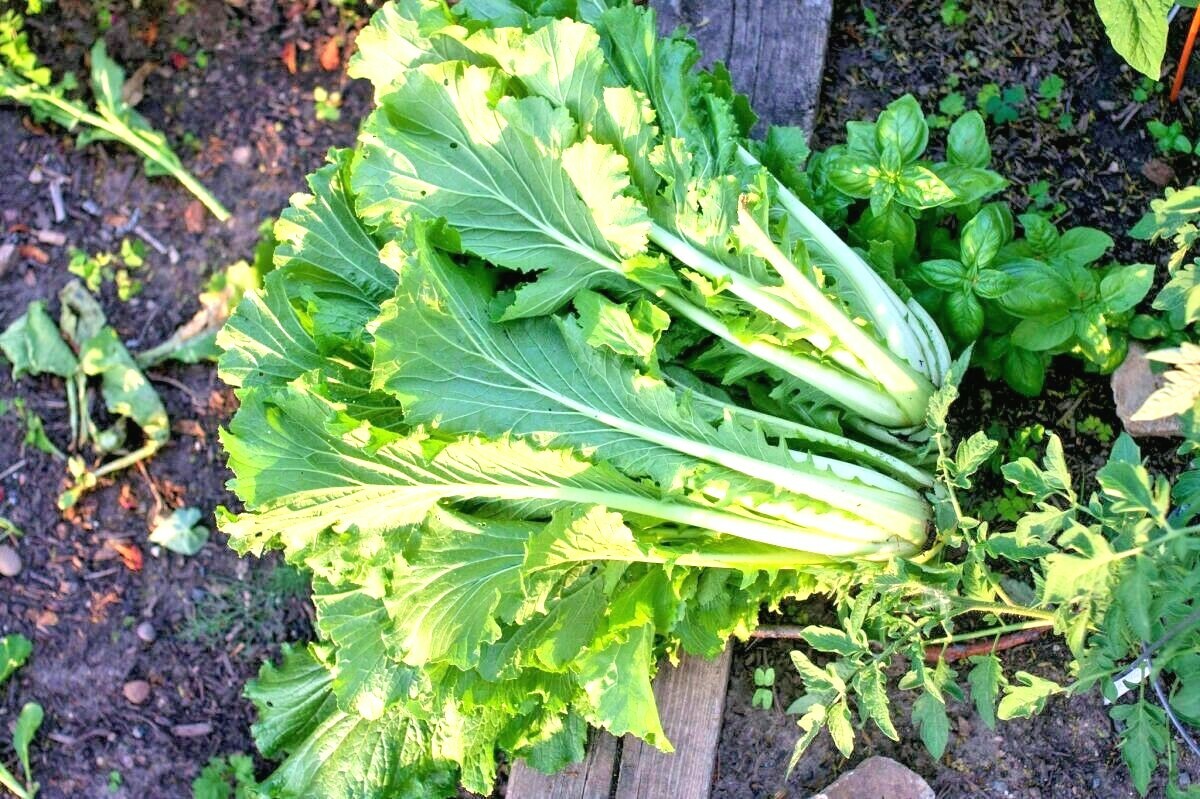601+MICHIHILI Cabbage Seeds Organic Asian Spring Fall Vegetable Garden Container