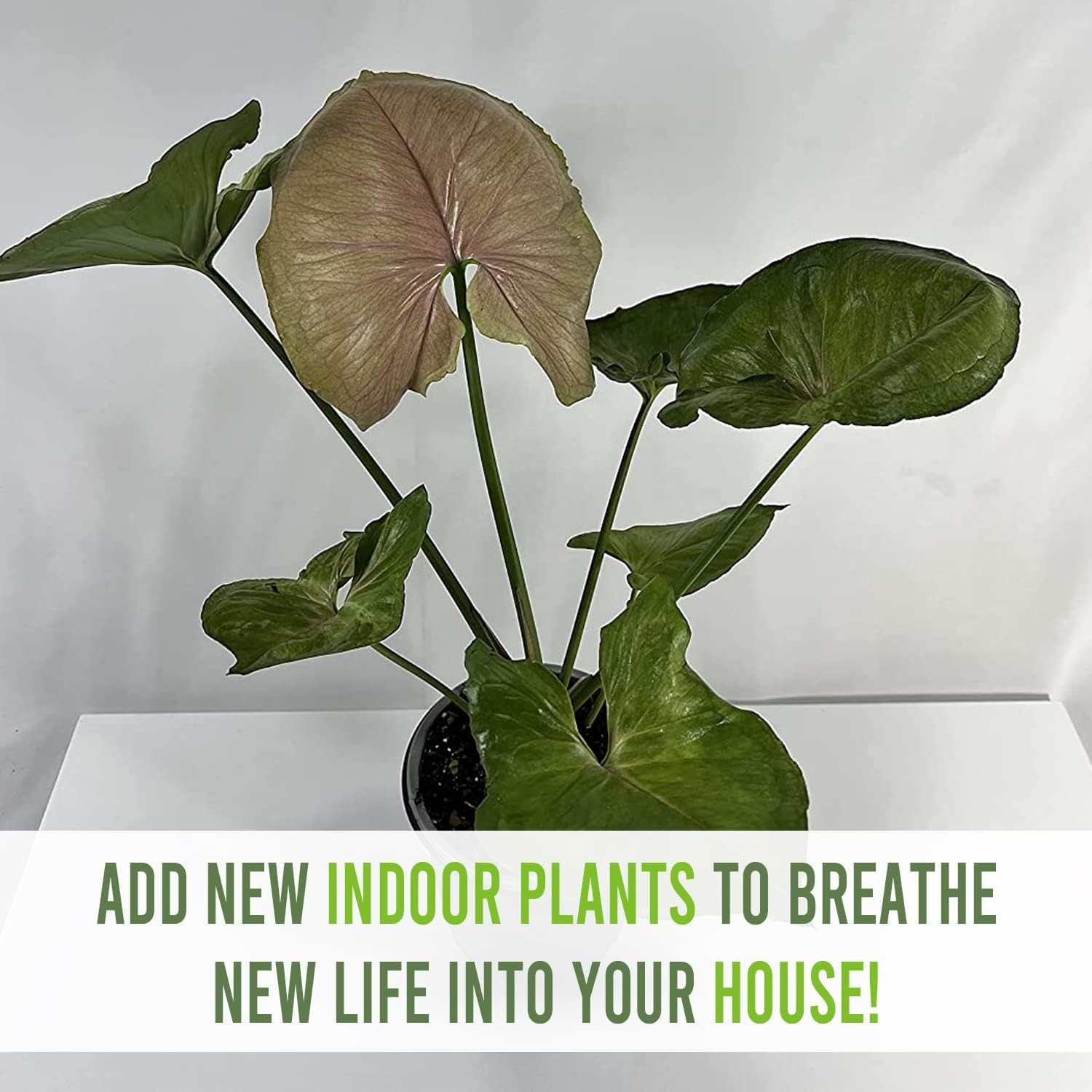 Syngonium Mango Allusion (Pack of 2) by LEAL PLANTS ECUADOR Live Indoor Plant