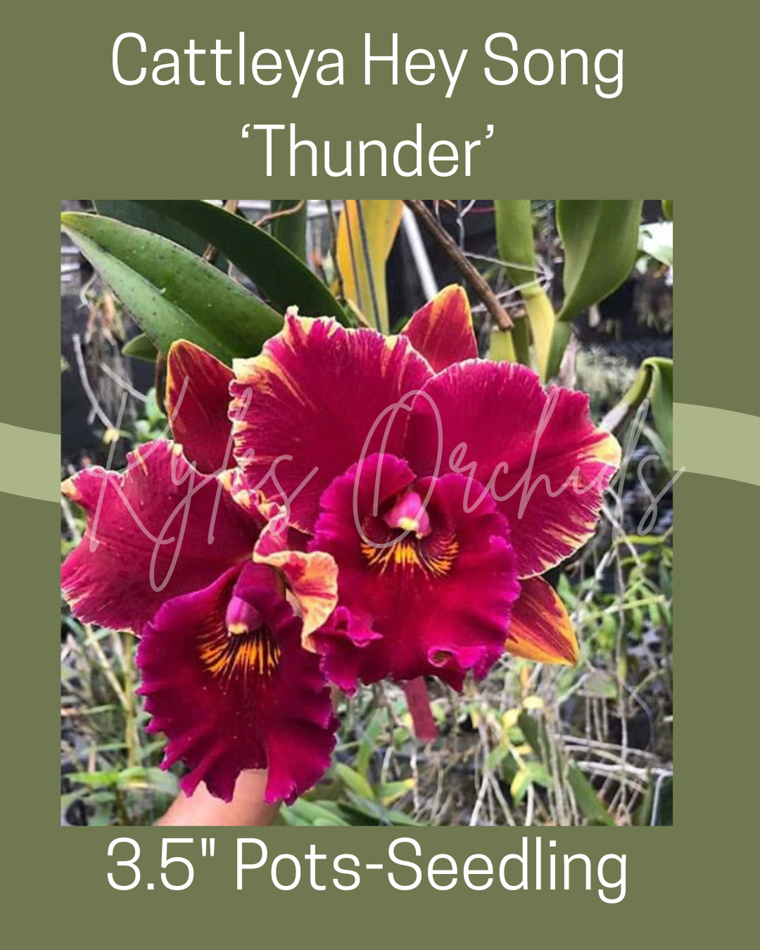 Cattleya Orchid Variety-BUNDLE of 5, 3.5 Inch Pots, Seedlings, See Description